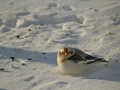 Snow Bunting between Upswept Land and South Pointe Drive