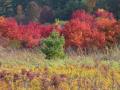 Fall color to our north