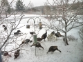 Wild turkies checking out bird food