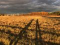 Long November shadows on Thomas Hubbard Natural Area