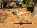 Red-Fox